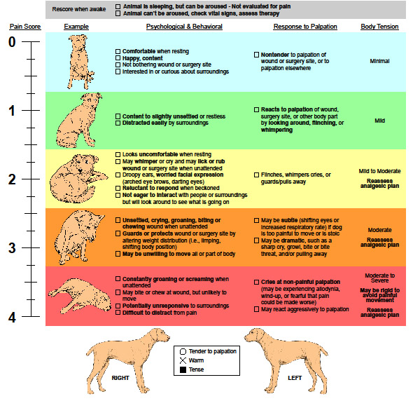 SUNNYSIDE PET HEALTHCARE CENTER PAIN PROTOCOLS